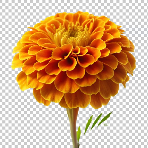 PSD marigold em fundo transparente