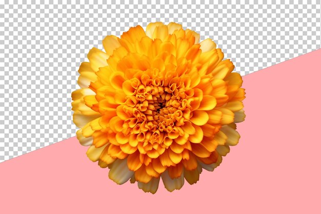 PSD marigold. objeto isolado, fundo transparente