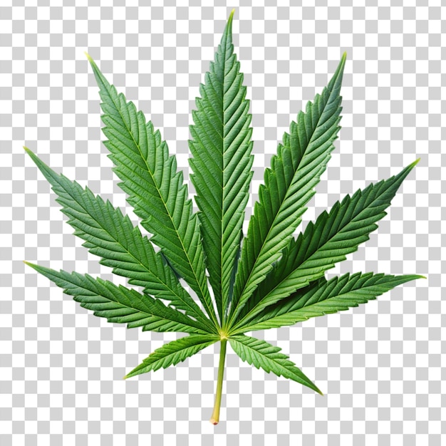 PSD marijuana trees leaves isolated on transparent background