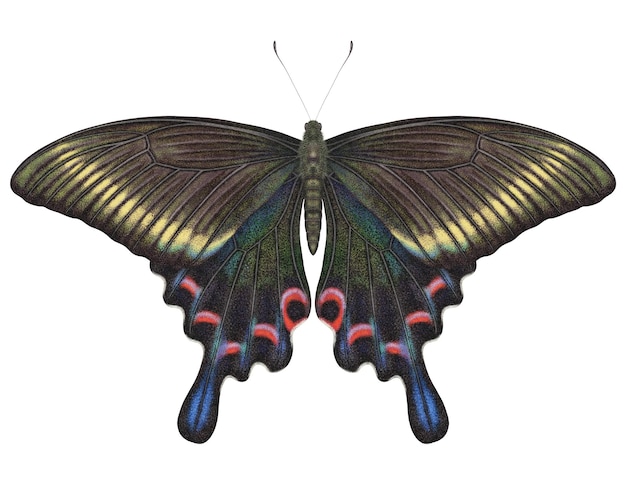 Mariposa acuarela realista papilio maackii aislada con fondo transparente