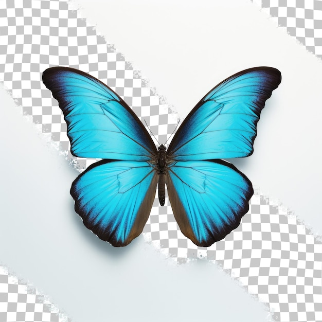 PSD mariposa azul sola sobre fondo transparente