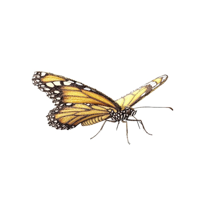PSD la mariposa monarca en vuelo