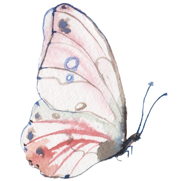 Mariposa pintada con acuarela elementos de diseño dibujados a mano aislados sobre fondo blanco