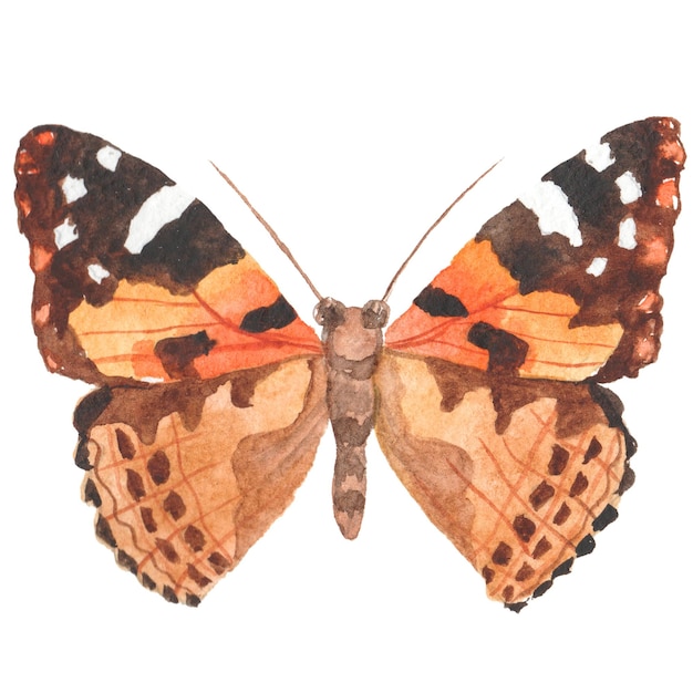 Mariposa pintada con acuarela Elementos de diseño dibujados a mano aislados sobre fondo blanco