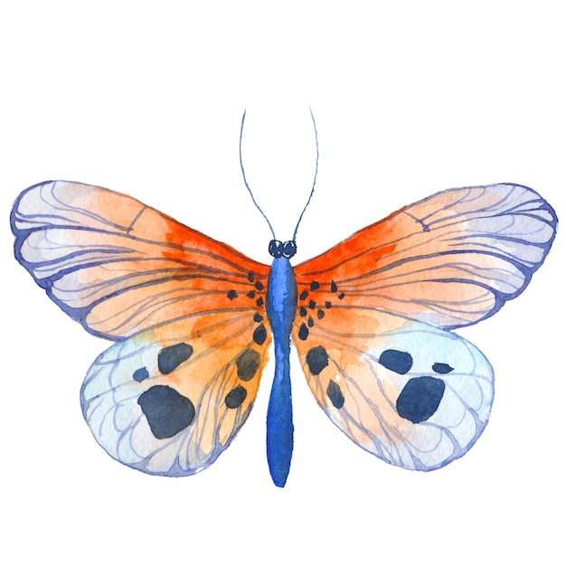 Mariposa pintada con acuarela Elementos de diseño dibujados a mano aislados sobre fondo blanco
