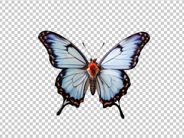 PSD la mariposa en png