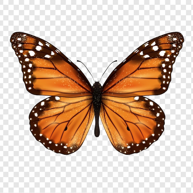 Mariposa realista aislada aislada sobre un fondo transparente