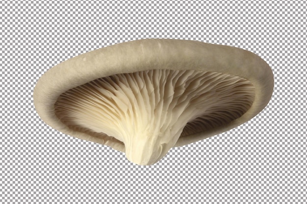 Mashroom isolated on white