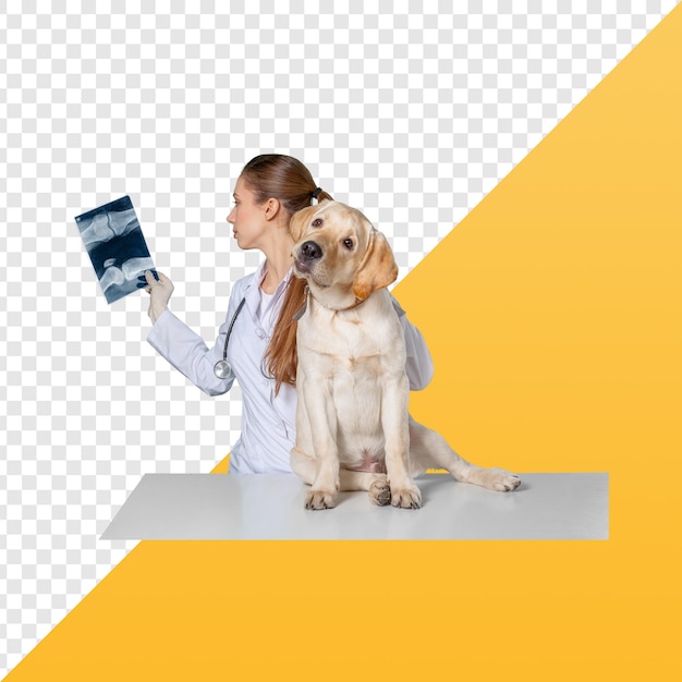 médecin de l'animal avec chien