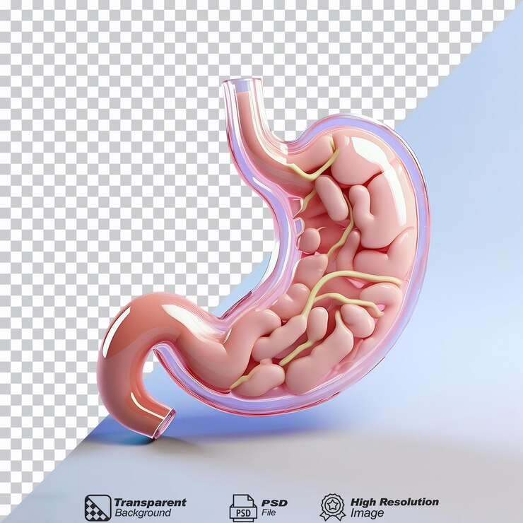PSD médico estómago salud aislado en fondo transparente