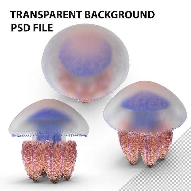 PSD medusa de gordura png