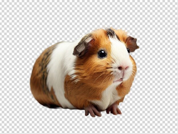 PSD meerschweinchen png