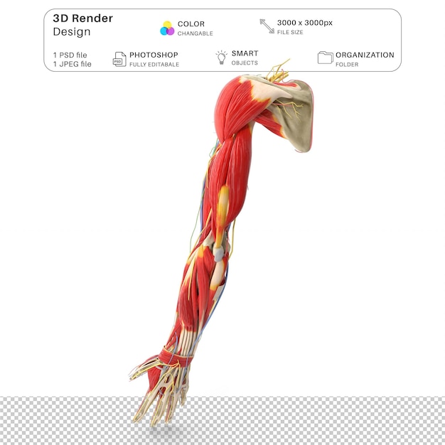 PSD menschliche arm-anatomie 3d-modellierung psd-datei realistische menschliche anatomie