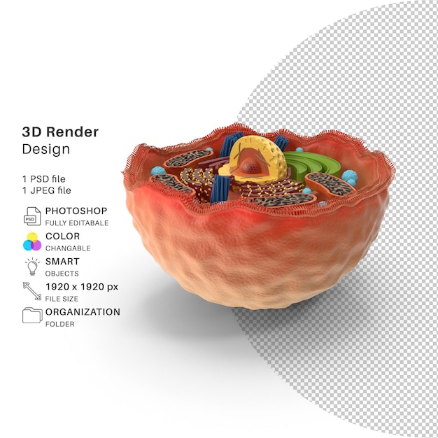 PSD menschliche eizelle 3d-modellierung psd-datei realistische menschliche eizelle
