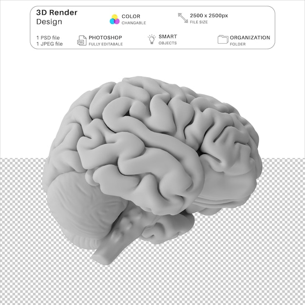 Menschliches gehirn 3d-modellierung psd-datei