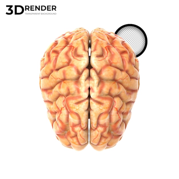 Menschliches gehirn 3d-render isoliert