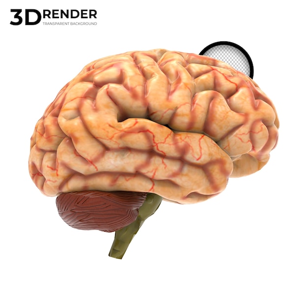 PSD menschliches gehirn 3d-render isoliert