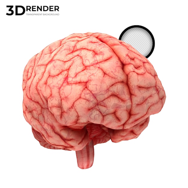 Menschliches Gehirn 3D-Render isoliert