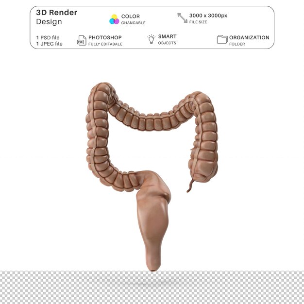 PSD menschliches großdarm verdauungssystem männliche 3d-modellierung psd-datei realistische menschliche anatomie