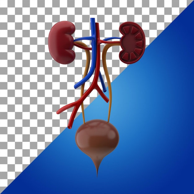 Menschliches inneres Organ Harnsystem 3D-Symbol