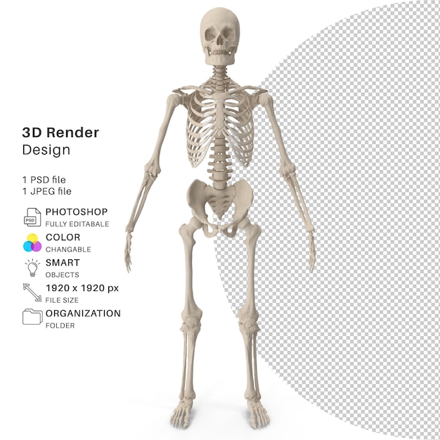 PSD menschliches skelett 3d - 3d-renderbild - realistischer mensch