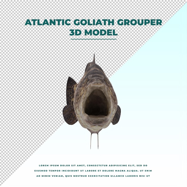 PSD mérou goliath atlantique isolé