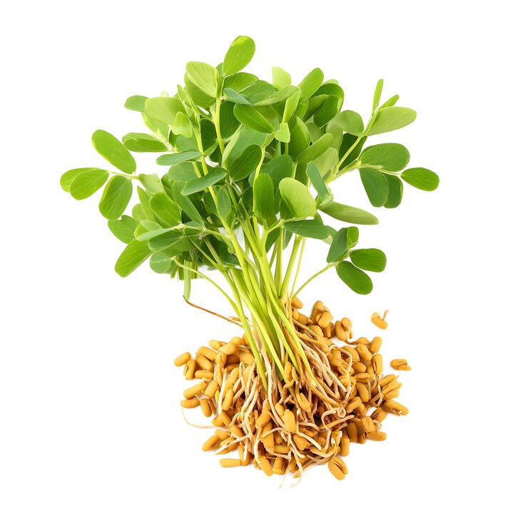PSD microgreens frescos de fenogreco con semillas aisladas en blanco