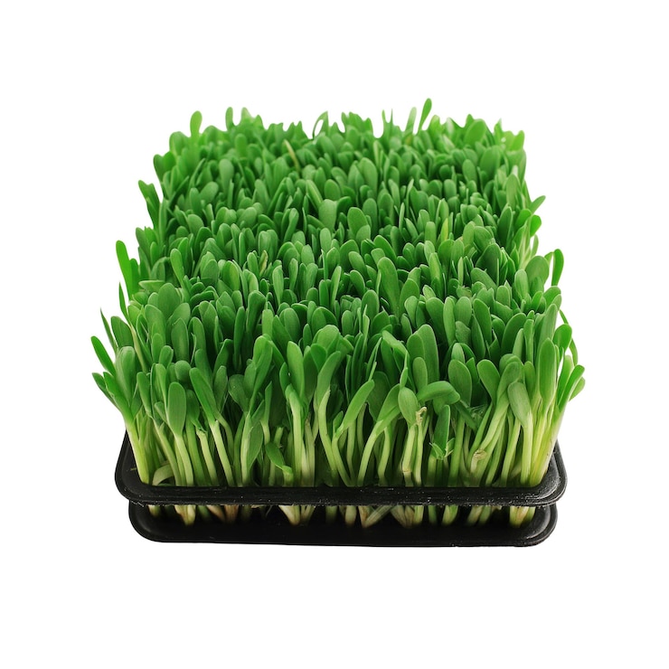 PSD microgreens verdes frescos en la bandeja negra