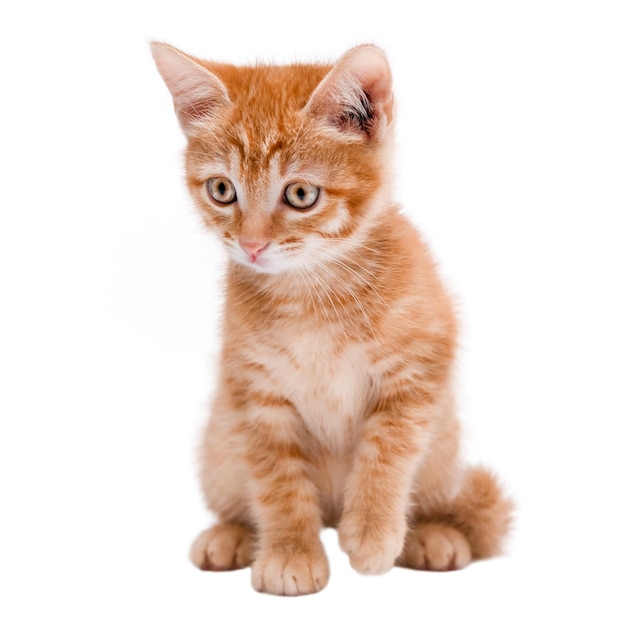 Un mignon chaton rouge isolé sur un fond blanc