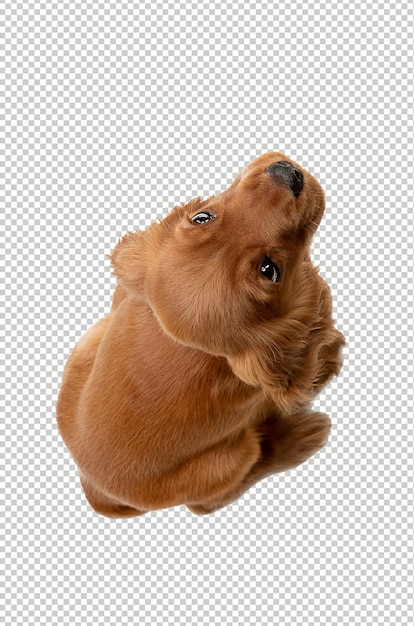 Un mignon chien isolé sur un fond blanc de studio.