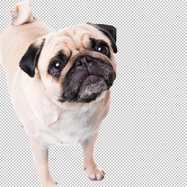 Un mignon chien Pug isolé sur un mur blanc