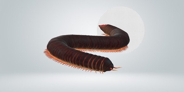 Millipede isolated on a Transparent Background