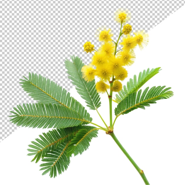 Mimosa-blumen auf durchsichtigem hintergrund