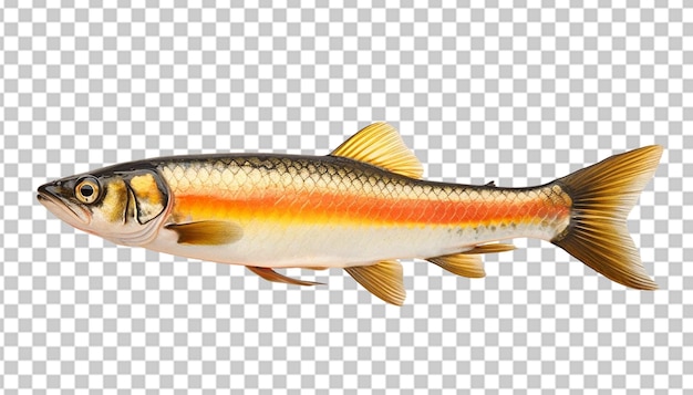 PSD un minnow en 3d