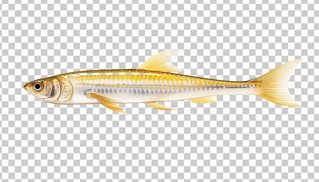 PSD un minnow en 3d