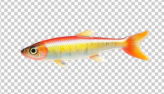 PSD un minnow en 3d