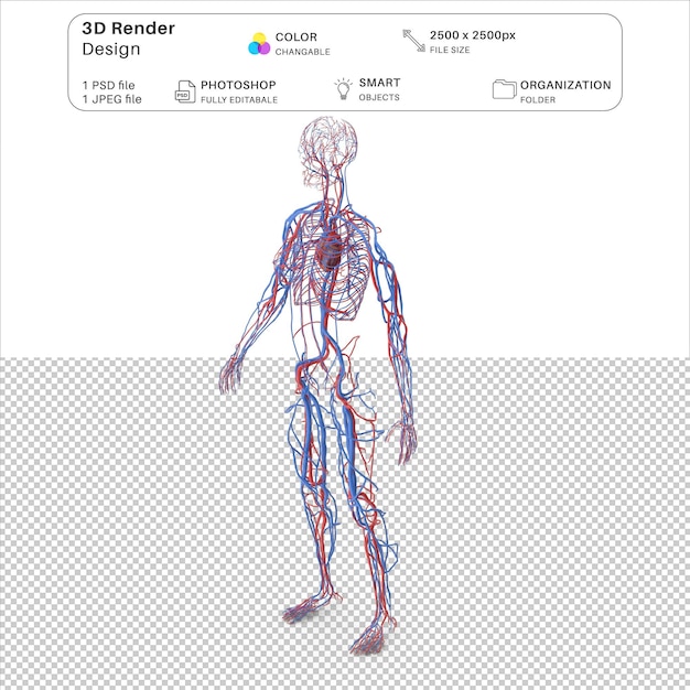 PSD modelación 3d del sistema cardiovascular femenino