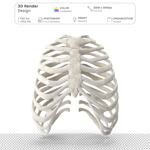 PSD modelagem 3d da gaiola torácica humana arquivo psd anatomia humana realista