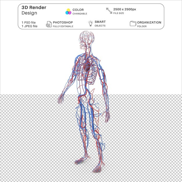 PSD modelagem 3d do sistema cardiovascular feminino psd