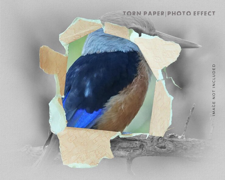 PSD modelagem de efeito de foto de papel rasgado em psd.