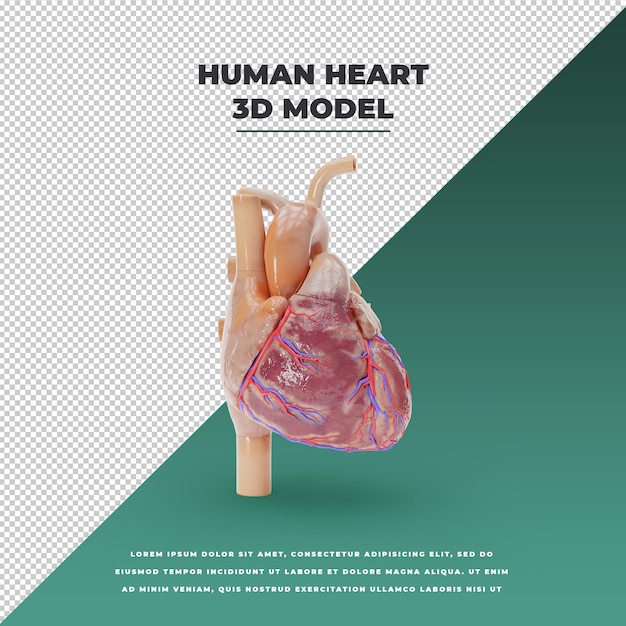 Modèle 3d De Coeur Humain