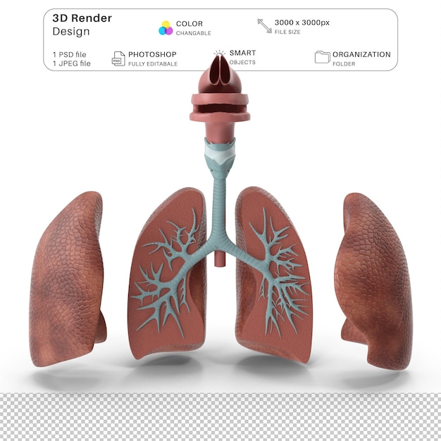 PSD modèle anatomique du système respiratoire humain modélisation 3d du fichier psd anatomie humaine réaliste