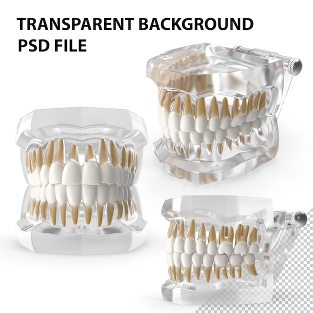 PSD modèle de dents de typodont dentaire transparent png