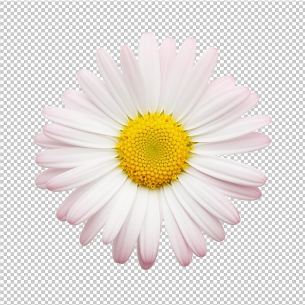 PSD modèle de fleur de printemps et d'été