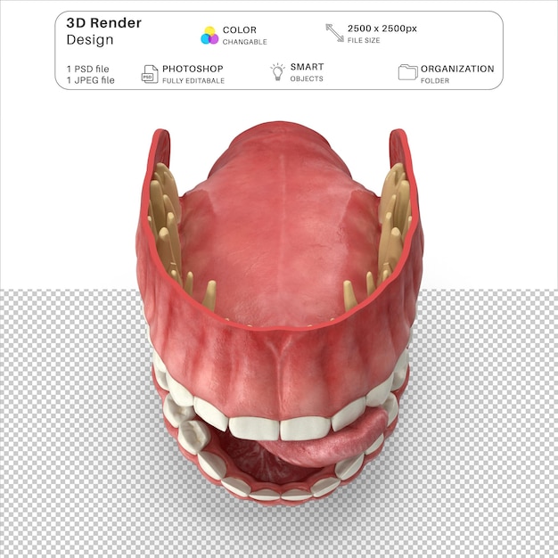 PSD modélisation 3d des gencives humaines, des dents et de la langue