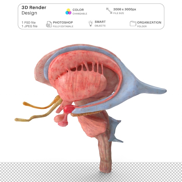 Modellazione 3D del midbrain del cervello umano File PSD Anatomia umana realistica