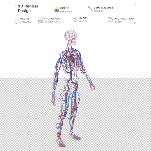 Modellazione 3D del sistema cardiovascolare femminile PSD