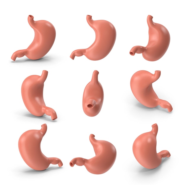 Modello 3D dello stomaco umano