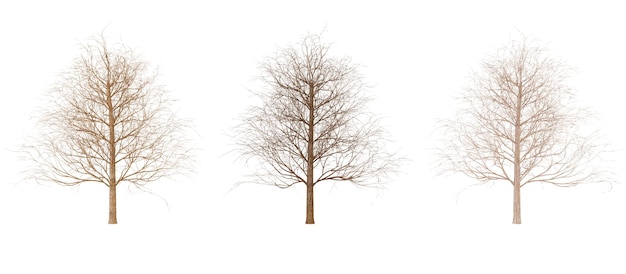 Modelo 3D de árbol desnudo aislado en fondo negro