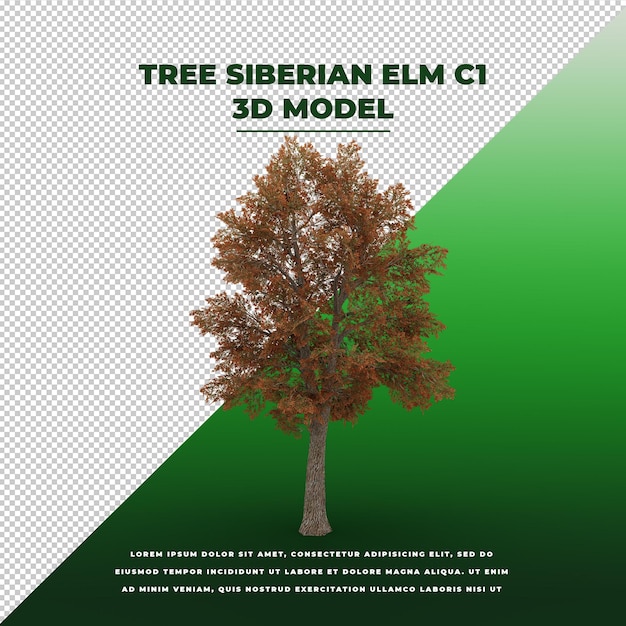 PSD modelo aislado 3d de olmo siberiano de árbol